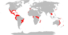 Global distribution of Lantana camara.svg