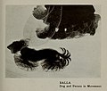 Giacomo Balla, 1912, Dinamismo di un Cane al Guinzaglio (Dynamism of a Dog on a Leash), Albright-Knox Art Gallery