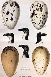 A large, elongate egg is sketched, primarily white with brown streaks condensing closer to the larger end.