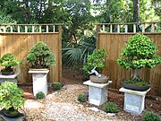 A collection of bonsai at Florida's Melbourne Zoo.