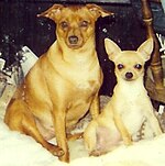 An obese red Min Pin (at left).