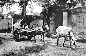 Missionaries traveling by cart in North China.
