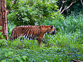 Tiger in lush vegetation