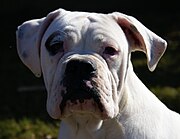 Male Valley Bulldog