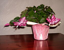 Thanksgiving or Christmas Cactus