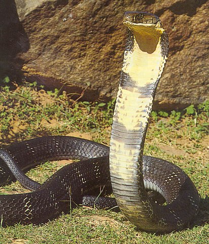 412px-Indian_king_cobra.JPG