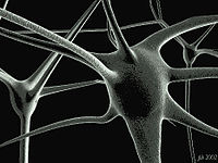 A mirror neuron