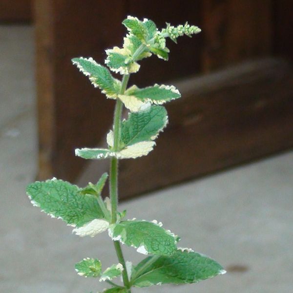 File:Pineapple Mint.JPG