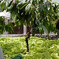 A demonstration of intercropping, as seen in the greenhouse of The Land pavilion, as seen from Living with the Land