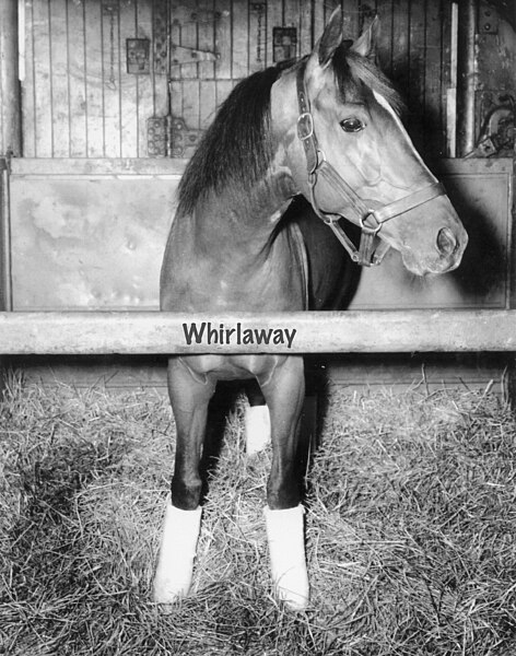 File:Whirlaway.jpg