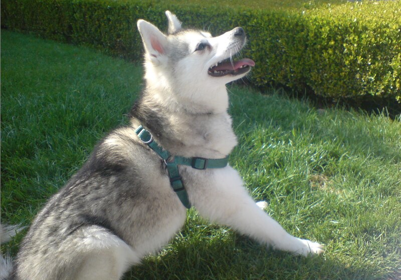 black and white dog breeds. Their colors are black and white, All varieties of gray-and-white, 