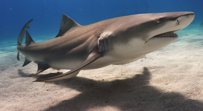 File:Lemonshark.JPG