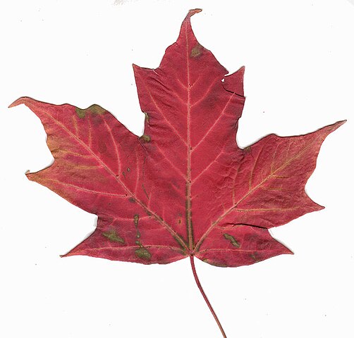 Canada+maple+leaf+pic