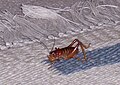 ParktownPrawn.jpg