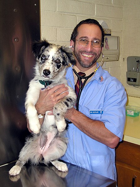 File:PuppyAndVet fx wb.jpg