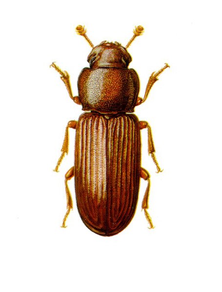 File:Red Flour Beetle.jpg