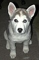 Mixed-breed dog (wolf, Husky, Alaskan Malamute)