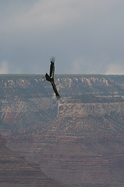 File:Condor GrandCanyon.JPG