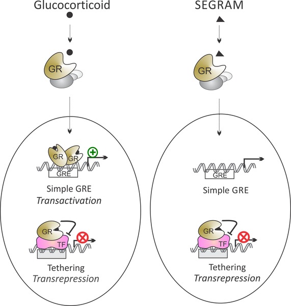 File:SEGRAM basic mechanism.tif