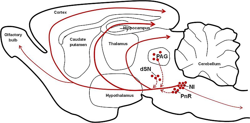 File:Distribution of relaxin-3-positive neurons and projections.jpg