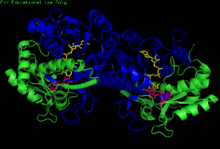 Человеческий GALE связан с NADH и UDP-gluosis.png