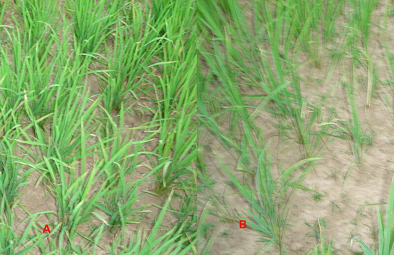 File:Upland rice differences.jpg