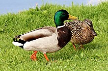 Male (left) and female (right) mallard ducks form seasonal monogamous pairs. Mallard ducks pair.jpeg