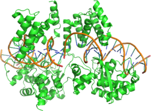 Structure of a Cre Recombinase Dimer bound to its substrate DNA.