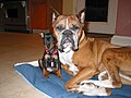 Boxer and Miniature Pinscher