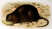 Rattus nativitatis.jpg