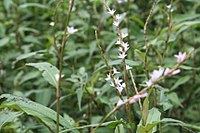 Persicaria minor