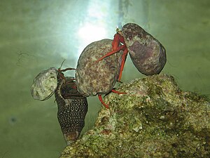 Four hermit crabs in an aquarium