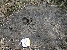 Animal Tracks Album