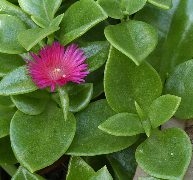 File:Aptenia cordifolia flower leaves.jpg