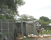 Caucasian Ovcharka guarding poultry