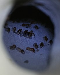 Worker termites (Macrotermitinae) closing a newly exposed shaft inside a termite mound to prevent the entry of predators