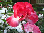 A modern garden rose at University of the Pacific (United States).