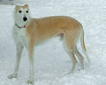 Lurcher