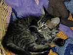 Kitten at Catastrophes Cat Rescue. Cat-rescue-clinic.jpg