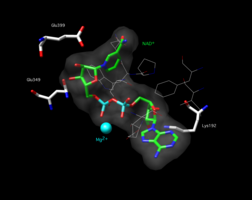 The active site of the K487E mutant aldehyde dehydrogenase 2 with a space-filling model of NAD+ in the active site. The amino acid Glu349 is highlighted.[1]