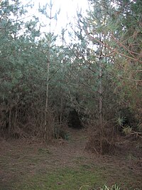 Forest clearing in the UFO Trail at Rendlesham Forest Rendlesham1.jpeg