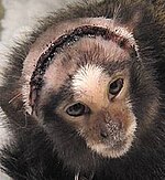 BUAV alleges that monkeys were left unattended for up to 15 hours after having parts of their brains removed to induce strokes. BUAVCambridge2.jpg