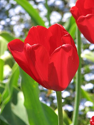 Butchart red tulip