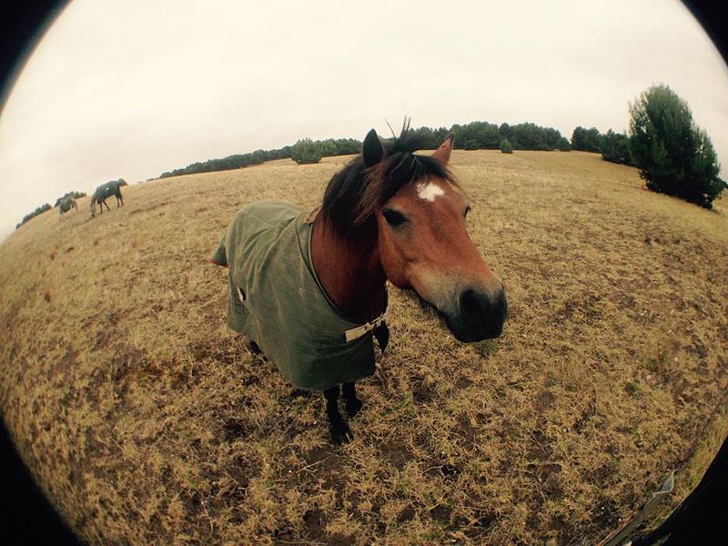 File:Horse at Narnu Farm, Hindmarsh Island.jpg
