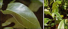 Persea borbonia foliage and fruit (USGS photo).jpg