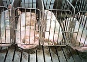 Sows (female pigs) in a factory farm.  Opposition to factory farming is one of the most common ethical reasons given for veganism.
