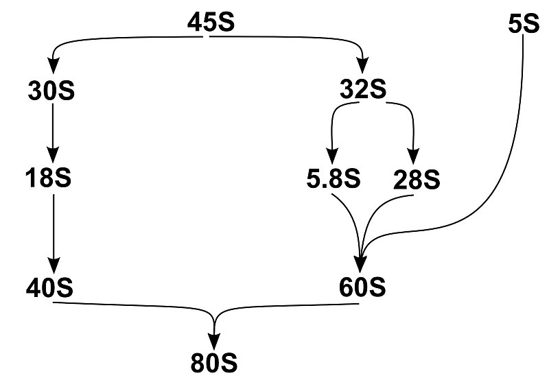 File:Ribosomal rRNA subunits.jpg