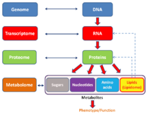 General schema showing the relationships of the genome, transcriptome, proteome, and metabolome (lipidome) Metabolomics schema.png