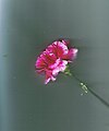 Flower5;carnation (Dianthus caryophyllus)