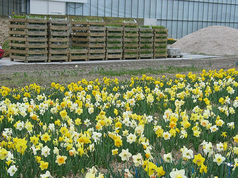 File:Floriculture in Sassenheim.jpg